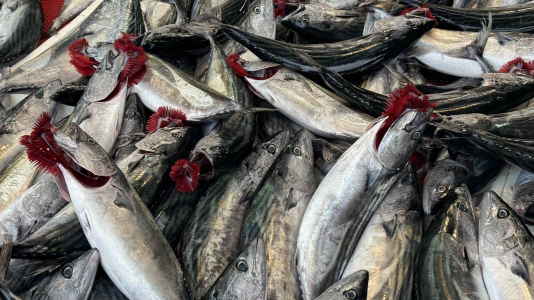 1 kiloluğun fiyatı 100 lira oldu. 2-3 gün içinde Gürcistan'a kaçanlar da dönecek 1